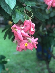 Mussaenda philippica