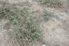 Atriplex tatarica