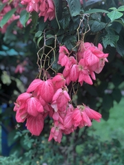 Mussaenda philippica