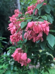 Mussaenda philippica