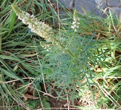 Reseda alba