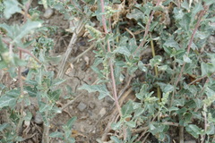 Atriplex tatarica