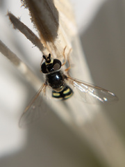 Eupeodes volucris