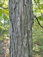 Carya laciniosa