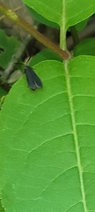 Acoloithus falsarius