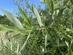 Salix caroliniana