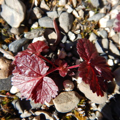Rubus arcticus acaulis