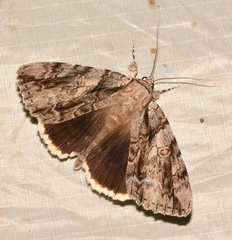 Catocala vidua