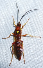 Ichneumonina
