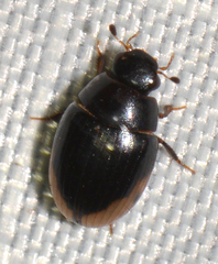 Cercyon praetextatus