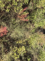 Muhlenbergia minutissima