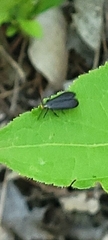 Acoloithus falsarius