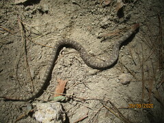 Crotalus aquilus