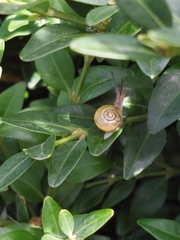 Cepaea hortensis