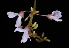 Derris scandens