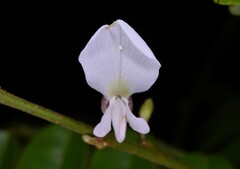 Derris scandens
