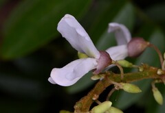 Derris scandens