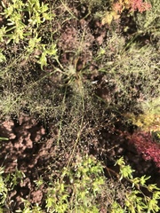 Muhlenbergia minutissima