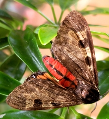 Dysschema leucophaea