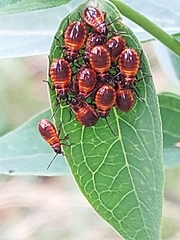 Tropidothorax leucopterus