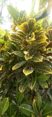 Codiaeum variegatum