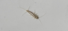 Ctenolepisma