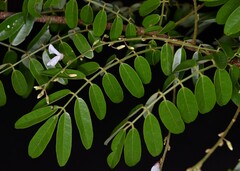 Derris scandens