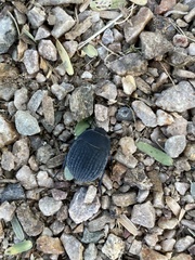 Eusattus reticulatus