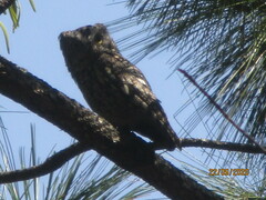 Megascops kennicottii