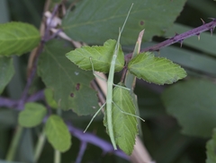 Clonopsis gallica