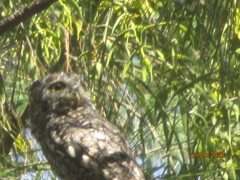Megascops kennicottii