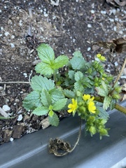 Potentilla