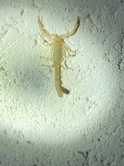 Paravaejovis confusus