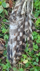 Strix uralensis