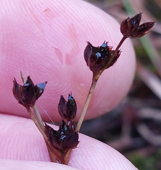 Juncus articulatus
