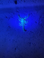 Paravaejovis confusus