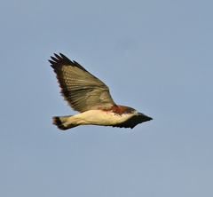 Geranoaetus polyosoma