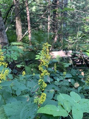 Solidago flexicaulis