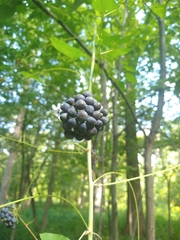 Smilax herbacea