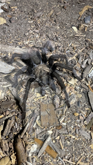 Aphonopelma