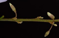 Derris scandens