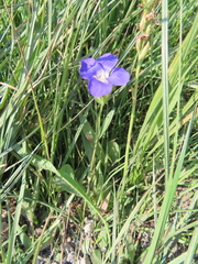 Gentianopsis thermalis