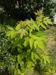 Acer negundo