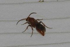 Sphaeropthalma unicolor