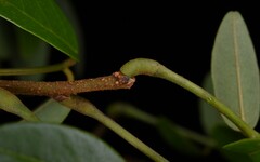 Derris scandens