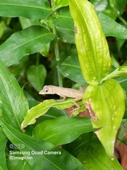 Anolis aeneus