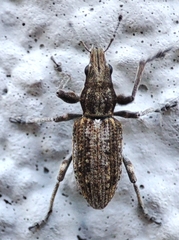 Charagmus griseus