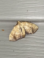 Eulithis diversilineata