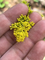 Solidago nemoralis