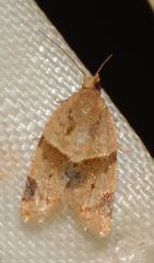 Clepsis peritana